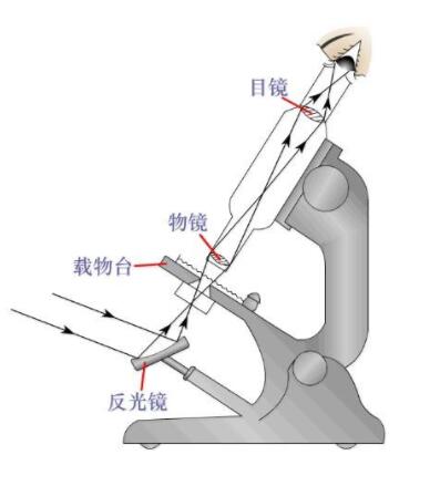 偏光显微镜的工作原理及应用介绍